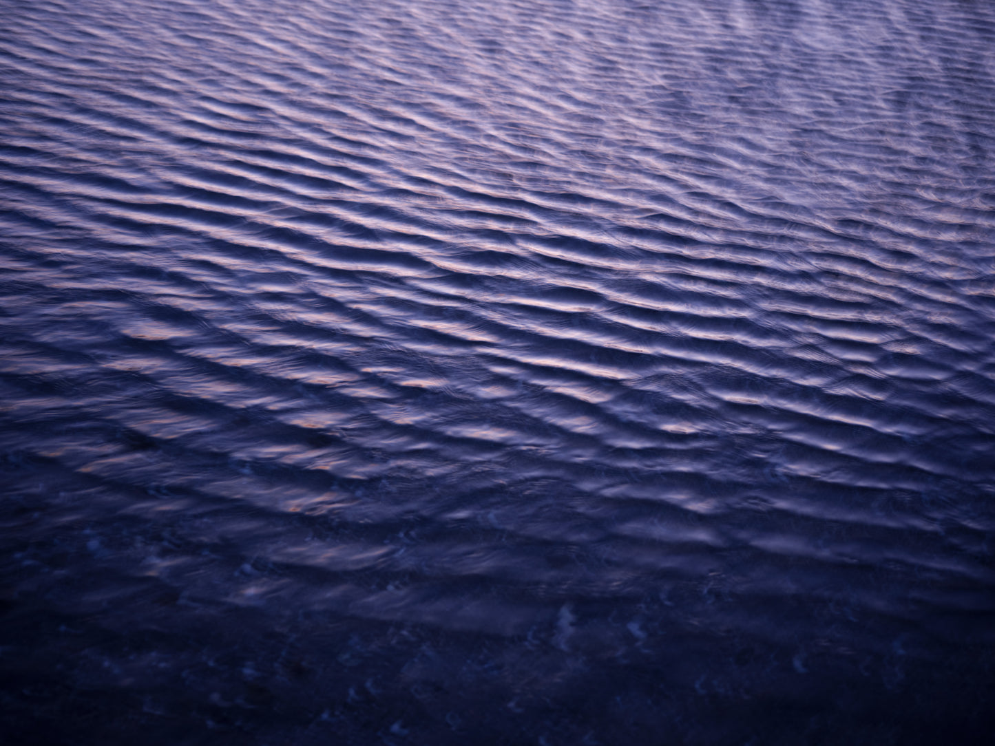 Purple Breeze - photography print - Zaneta Studio