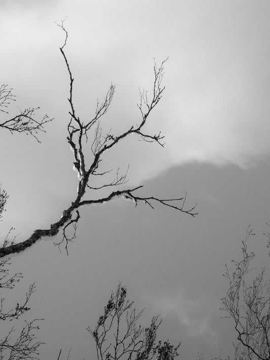Black and white fine art photography print featuring a tree branch, available as photography print with framing options.