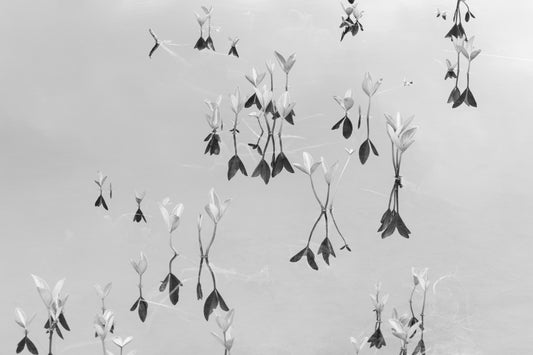 Black and white fine art photography print featuring a peaceful lake detial, available as wall art with framing options.